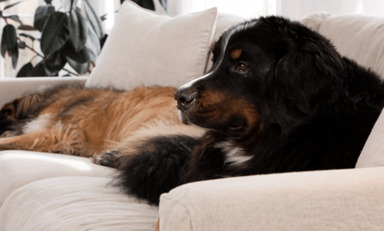 The Ideal Fabric for Your Pet